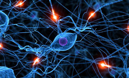 Descubren las primeras neuronas productoras de serotonina 