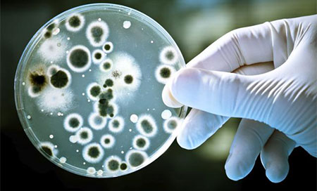 Manipulan genéticamente bacterias del género Ralstonia eutropha