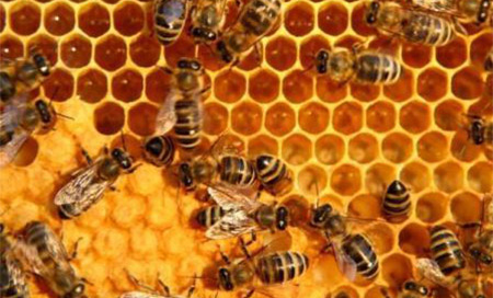 Veneno de abeja acaba con el sida