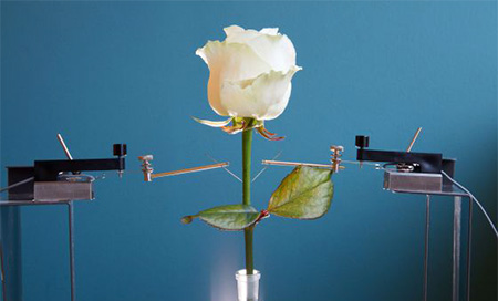 Un nuevo material transforma una flor en una batería