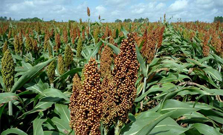 China impone aranceles del 179 % sobre el sorgo estadounidense