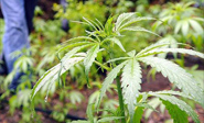 Uruguay legaliza la marihuana y la gestión pública de su venta