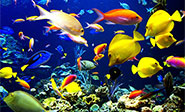 Aumentan las zonas de oxígeno mínimo en los oc&eacute;anos