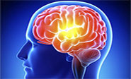 El cerebro olvida para ahorrar energía