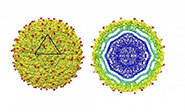 Logran desvelar la estructura del virus del Zika