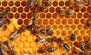 Veneno de abeja acaba con el sida