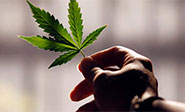 El cultivo de plantas de marihuana ya no se castiga en M&eacute;xico