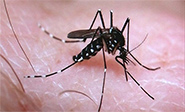 El zika podr&iacute;a ayudar en el tratamiento del c&aacute;ncer cerebral