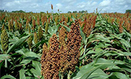 China impone aranceles del 179 % sobre el sorgo estadounidense