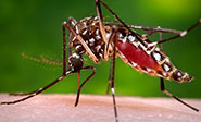 Sube el n&uacute;mero de muertos en Grecia por el virus del Nilo Occidental