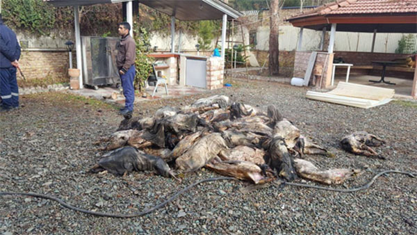 Primeras imágenes del avión iraní siniestrado cerca de Teherán
